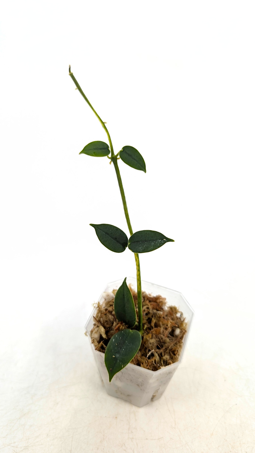 Hoya Lithophytica — The Leaf Gallery